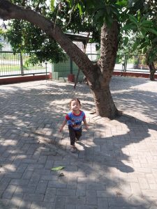 Mengenal pohon mangga